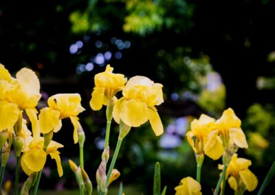 The beautiful yellow flowers found at the open garden